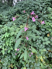 Impatiens glandulifera