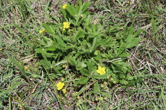 Potentilla humifusa