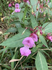 Impatiens glandulifera