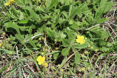 Potentilla humifusa