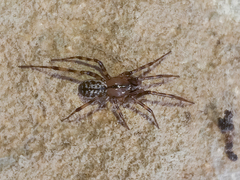Stemonyphantes lineatus