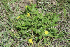 Potentilla humifusa