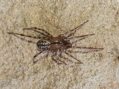 Stemonyphantes lineatus