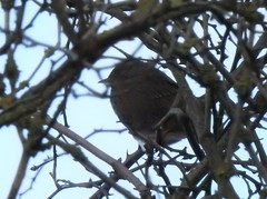 Troglodytes troglodytes