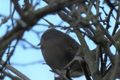 Troglodytes troglodytes