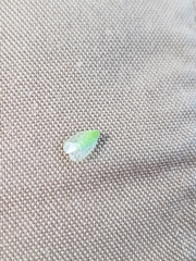 Kallitaxila granulata