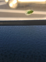 Kallitaxila granulata