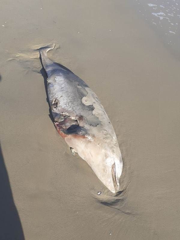 Tursiops truncatus<br>09 October, 2020