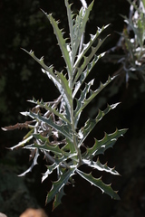 Berkheya carlinopsis magalismontana