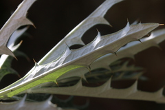 Berkheya carlinopsis magalismontana