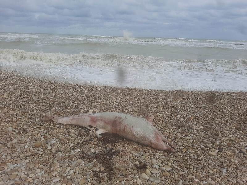 Tursiops truncatus<br>21 November, 2020