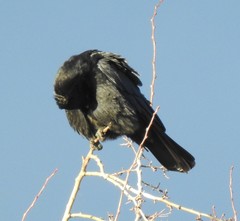 Corvus corone
