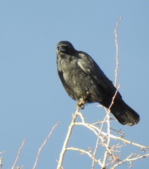 Corvus corone