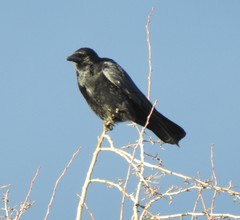 Corvus corone