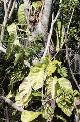 Epipremnum aureum