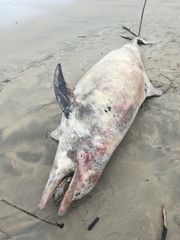 Tursiops truncatus