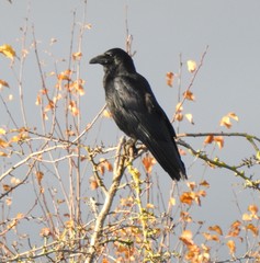 Corvus corone