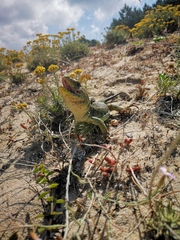 Timon lepidus ibericus