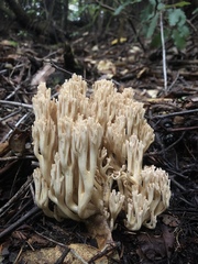 Ramaria acrisiccescens