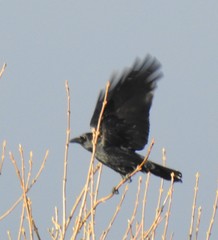 Corvus corone