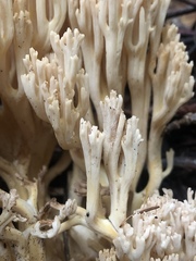 Ramaria acrisiccescens