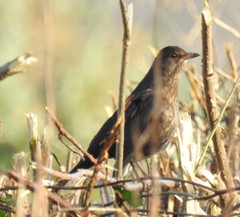 Turdus merula