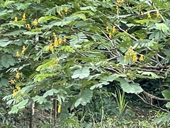 Senna reticulata