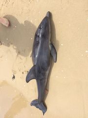Tursiops truncatus
