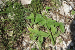 Potentilla crebridens