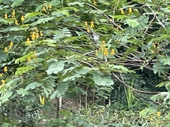 Senna reticulata