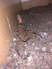 Thorellius intrepidus