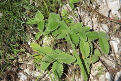 Potentilla crebridens