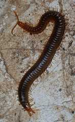 Henia vesuviana