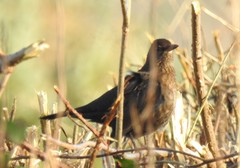 Turdus merula
