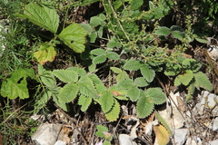 Potentilla crebridens