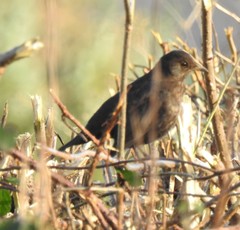 Turdus merula