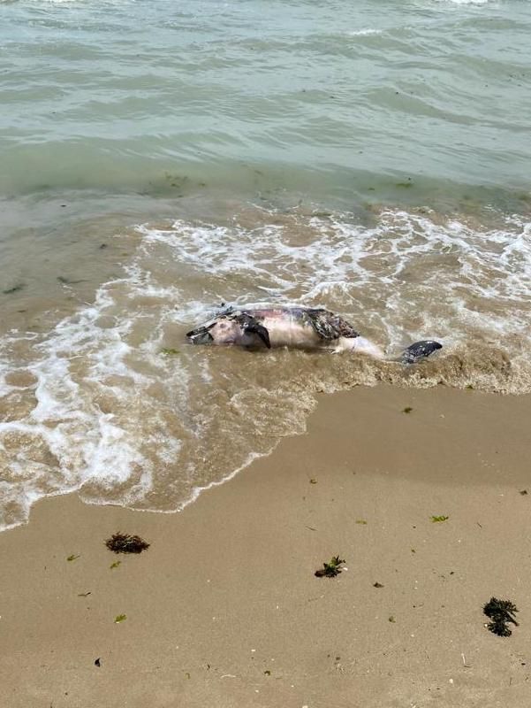 Tursiops truncatus<br>25 June, 2021