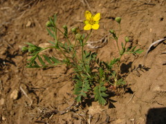 Sibbaldianthe orientalis