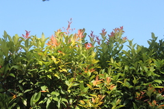 Syzygium myrtifolium