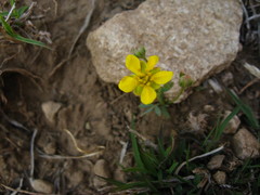 Sibbaldianthe orientalis