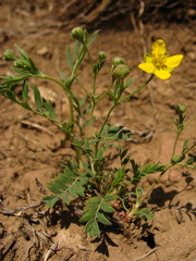 Sibbaldianthe orientalis