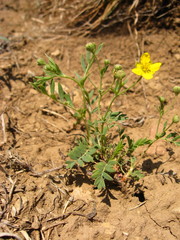 Sibbaldianthe orientalis