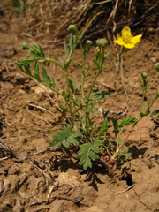 Sibbaldianthe orientalis