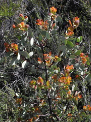 Arctostaphylos viscida viscida