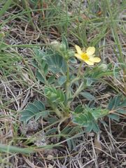 Sibbaldianthe orientalis