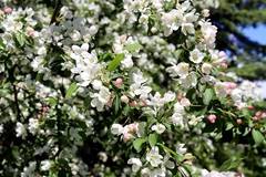 Malus floribunda