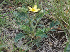 Sibbaldianthe orientalis
