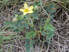 Sibbaldianthe orientalis