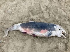 Tursiops truncatus