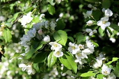 Malus floribunda